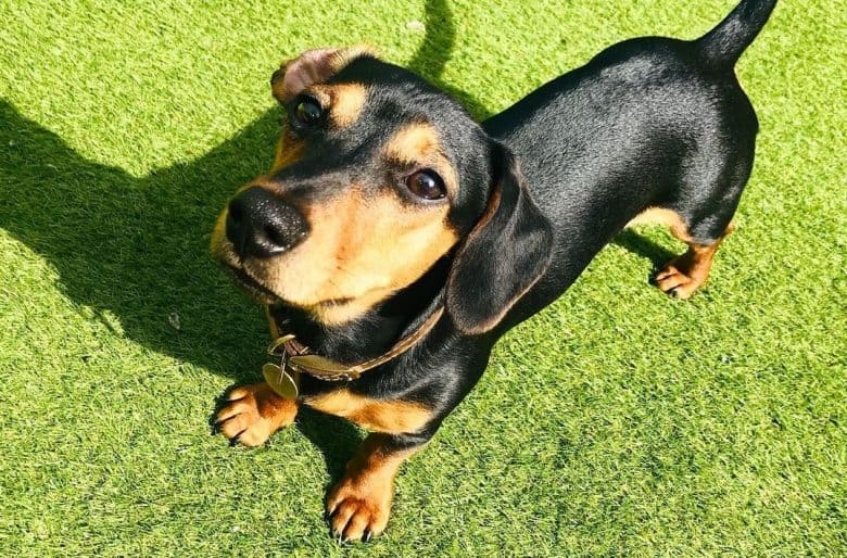 attentive Dachshund puppy standing on a green lawn