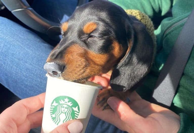 12 Best Dog Foods for Dachshunds 2023 (Premium & Budget) K9 