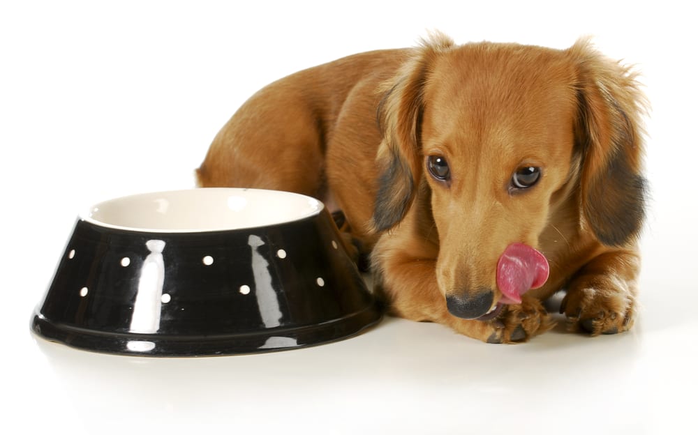 a Miniature Dachshund licking after eating