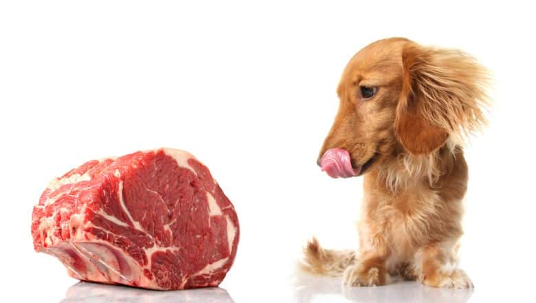a Dachshund hungrily looking on a meat block