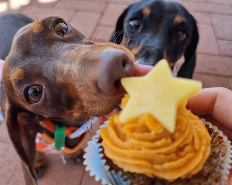 Two Dachshund dogs excited to eat their pupcakes