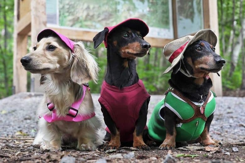 Three Dachshunds standing on the pavement wearing hats and dog harnesses