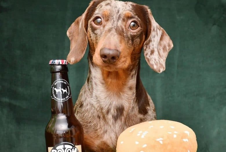 an adorable Dapple Dachshund with a toy hamburger and beer for dogs bottle