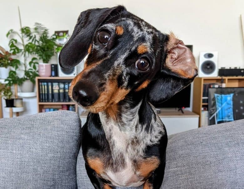 a goofy Dapple Dachshund standing on a couch