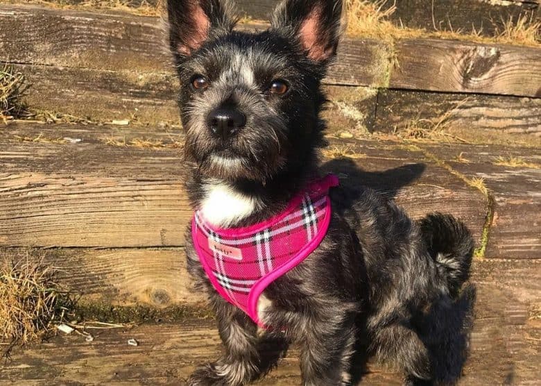 a shiny Frenchie Bichon wearing a plaid pink harness