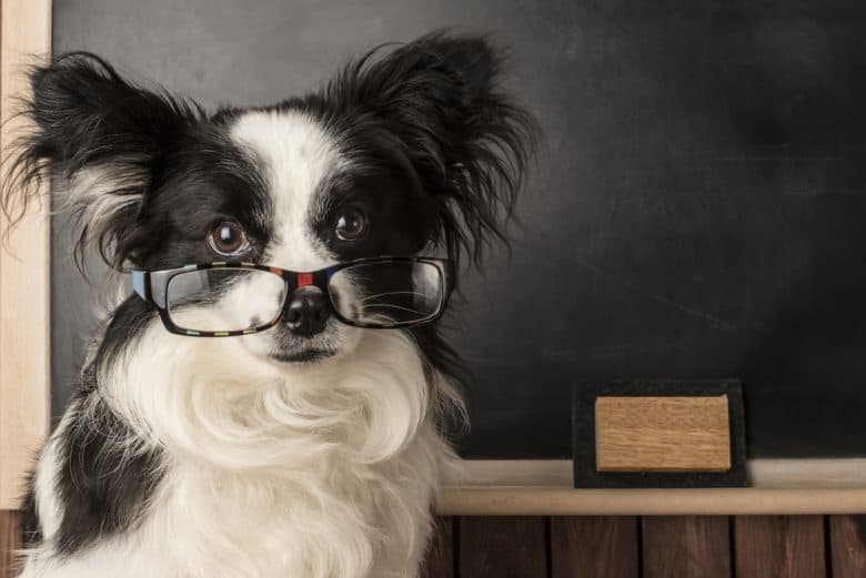 a black and white dog with glasses and black board background