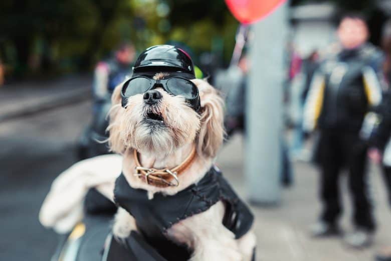 a biker dog wearing a biker hat and protective glasses
