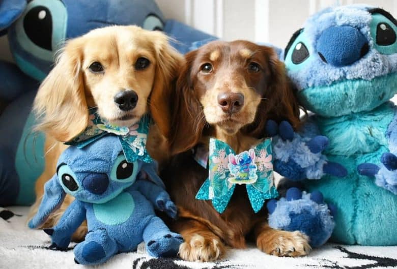 Two Doxies with stitch stuff toys