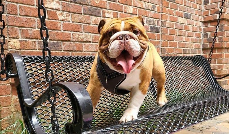 English Bulldog standing in a hanging bench