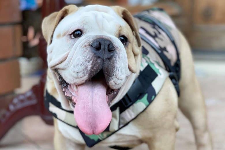 English Bulldog wearing a life vest
