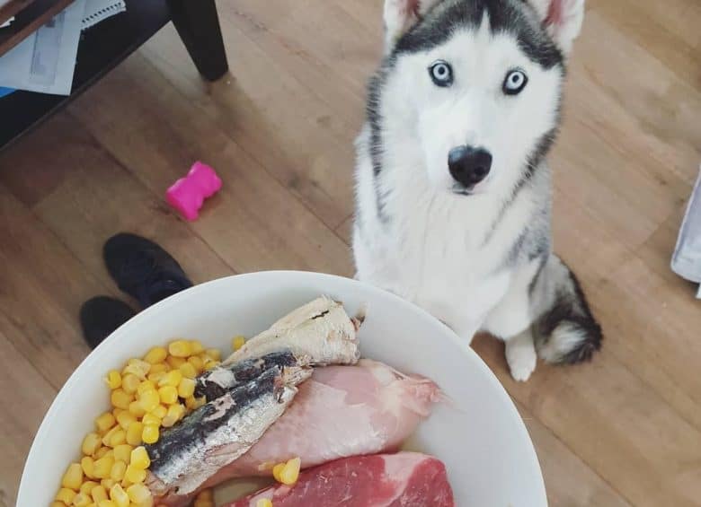 a wide-eyed Husky sitting and looking-up towards her breakfast