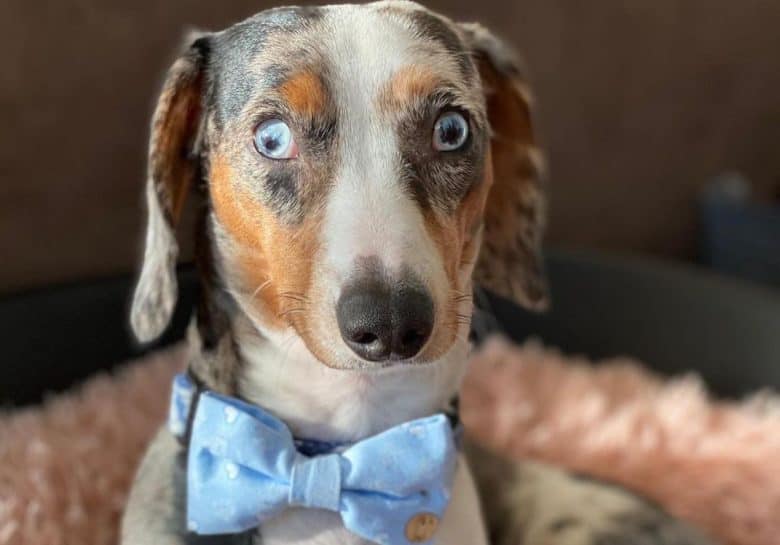 a Double Dapple Doxie wearing a light blue bowtie