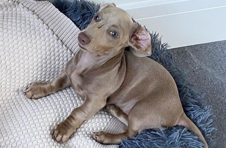 a miniature Fawn Dachshund laying on soft rug