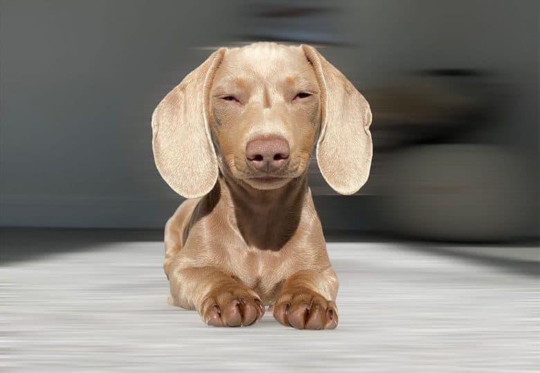 isabella smooth coat dachshund