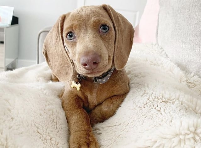 A Miniature Isabella Dachshund puppy laying on a soft blanket