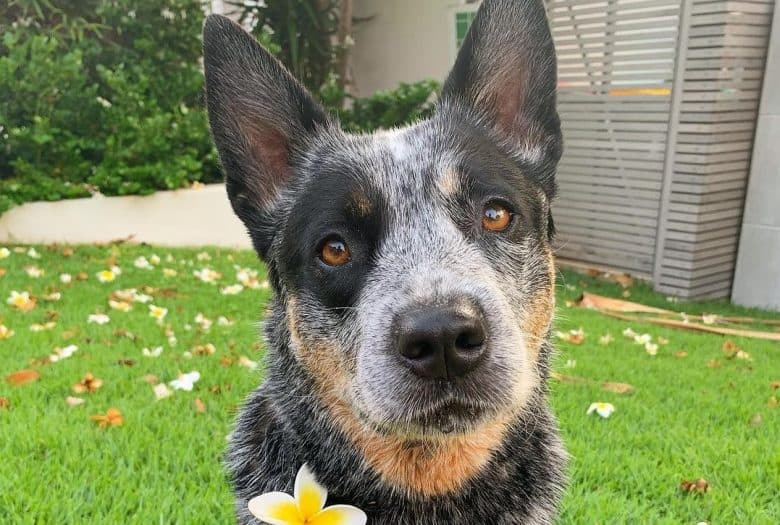 a beautiful Blue Heeler on grass