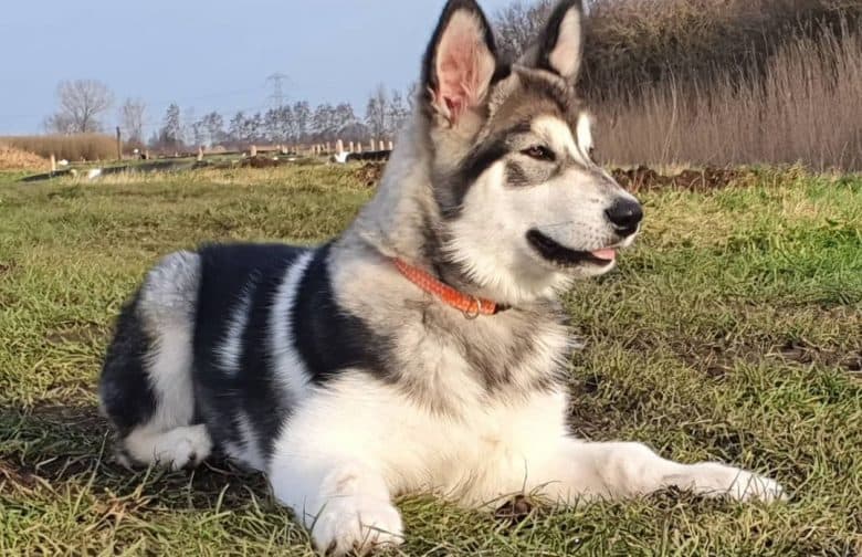 a tame Alaskan Malamute laying on a grass field