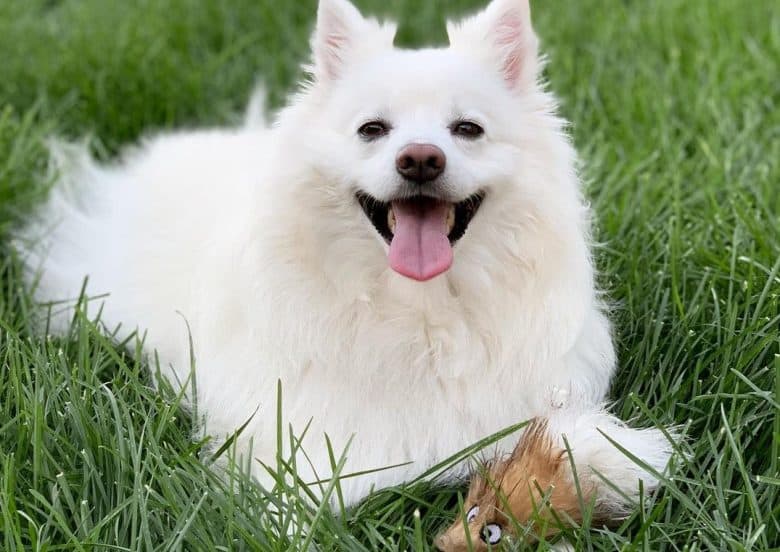 a white fuzzy American Eskimo laying on the grass