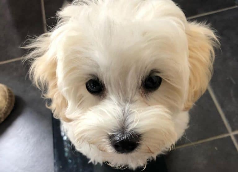 10 Best Dog Foods for Maltipoos in 2022 [Puppies, Adults, Seniors] K9 