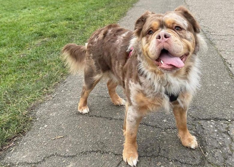 Seraph Sichtbar Flüstern englische mammut bulldogge Entdeckung ...