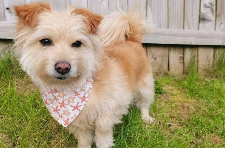 a Norfolk Terrier wearing a starfish scarf while standing in the yard