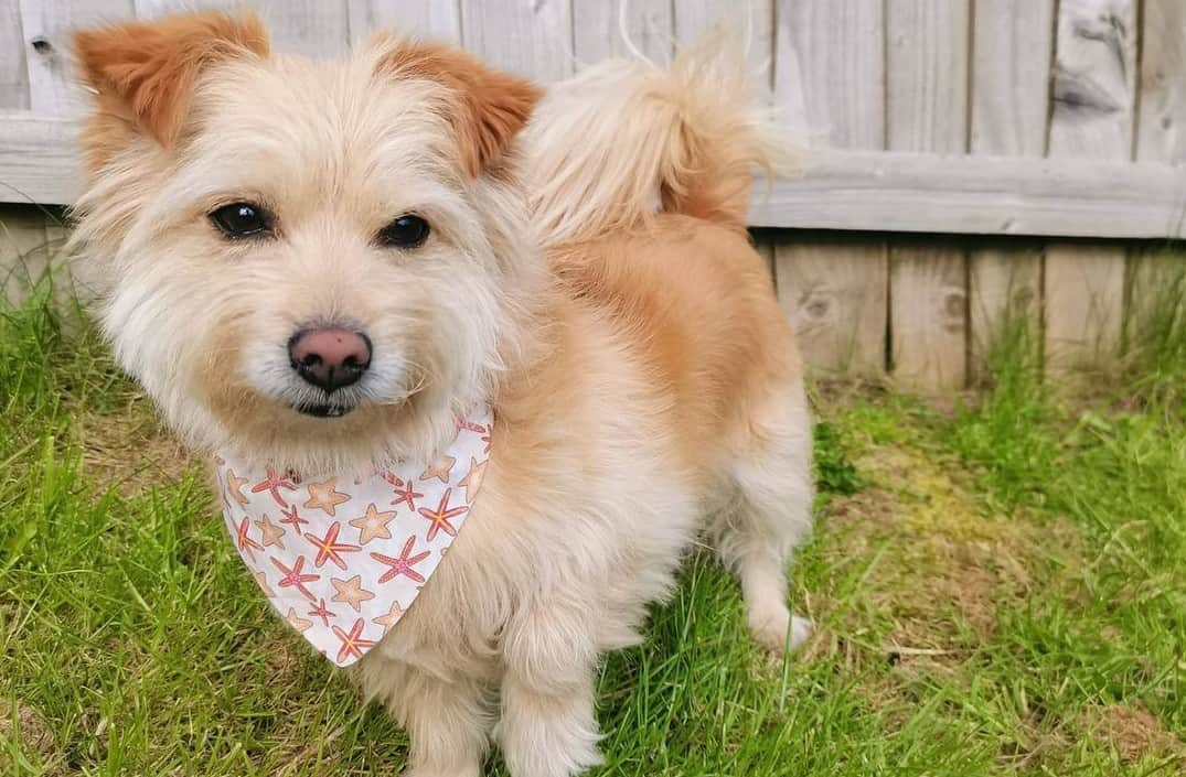 Meet The Norfolk Terrier A Fearless & Fun Dog Breed K9 