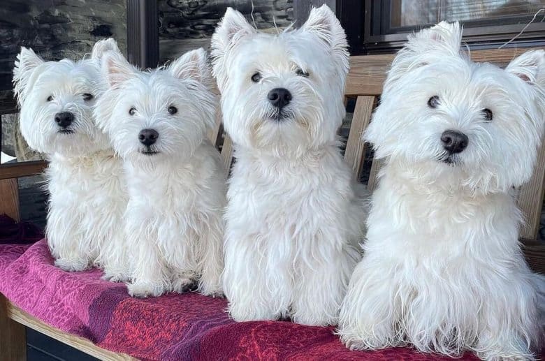 Four beautiful West Highland White Terrier dogs