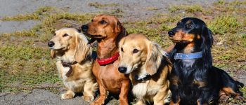 Four adorable Doxies sitting