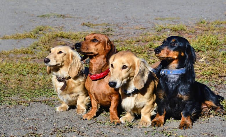 Four adorable Doxies sitting 