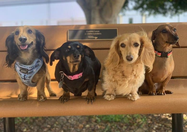 Four Doxie sitting on a park bench