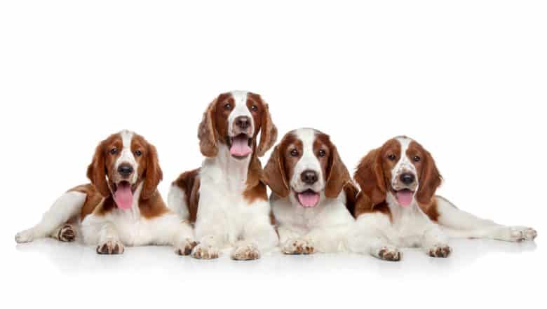 cuatro Galeses Springer Spaniel que ponen felizmente
