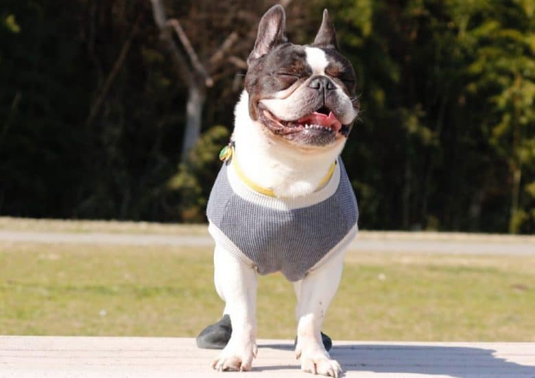 French Bulldog enjoying the summer heat