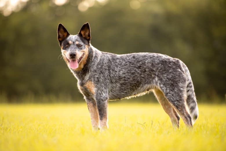a standing Blue Heeler