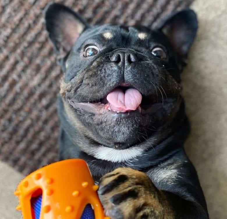 Funny French Bulldog playing