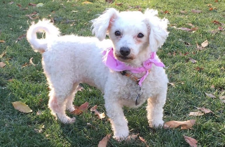 12 Best Dog Foods for Maltipoos 2023 (Premium & Budget) K9 