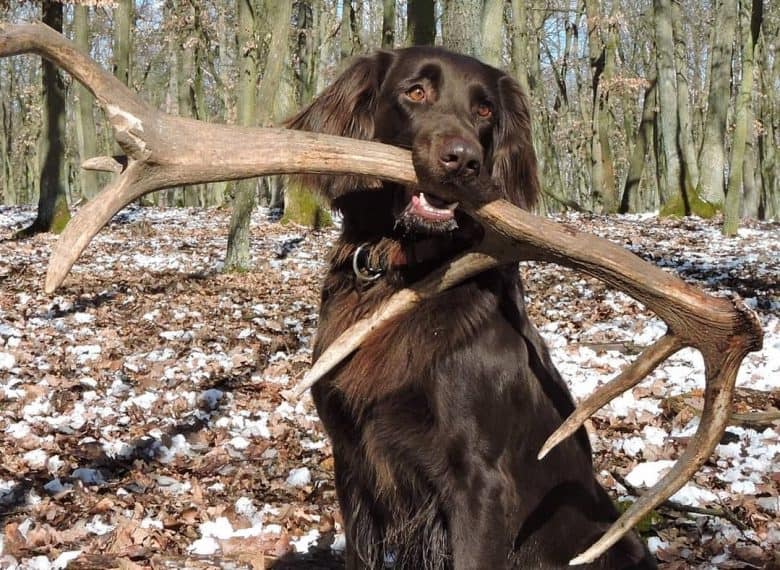 a shiny German Longhaired Pointer on a hunt for a deer 