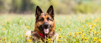 a smiling GSD lying on a flower field