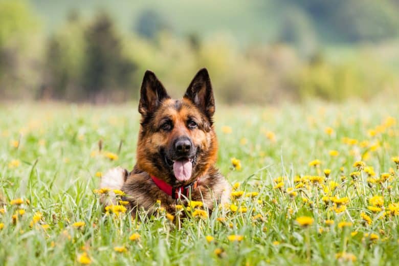 a smiling GSD lying on a flower field