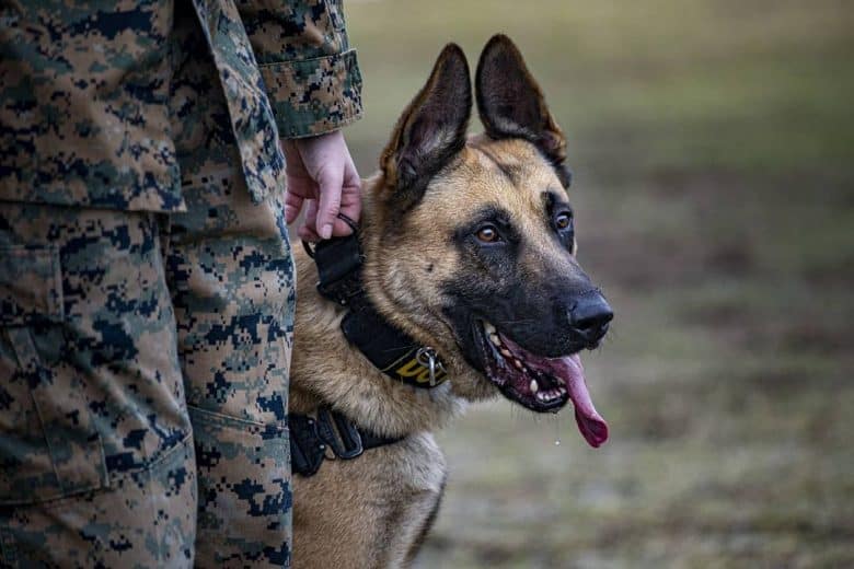 a military GSD with his handler