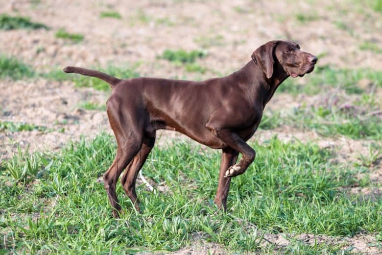 a brown GSP standing with one leg up