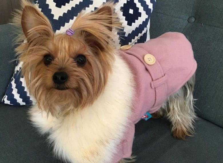 Girly Yorkshire Terrier wearing pink outfit