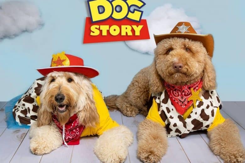 Golden Doodles wearing sheriff costumes