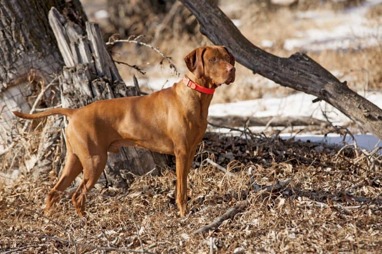 A Golden Pointer wearing a red collar