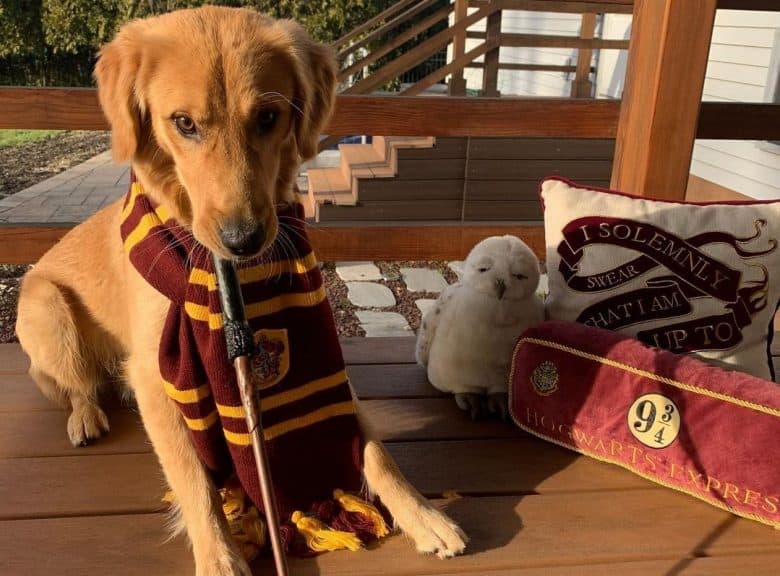 a Golden Retriever puppy with a Gryffindor scarf and a wand