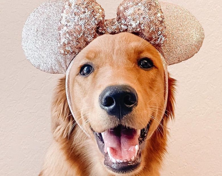 a happy Golden Retriever wearing a pink Minnie Mouse headband