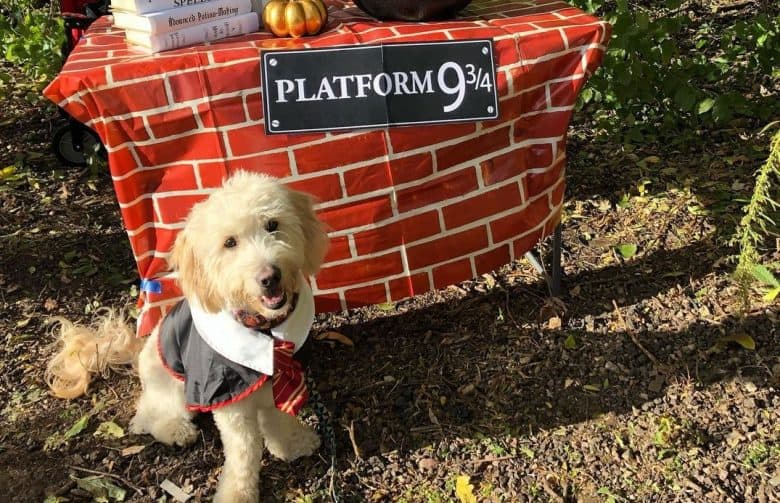 a Goldendoodle wearing Harry Potter uniform