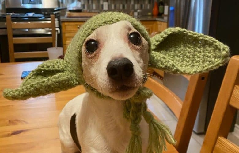 a Jack Russell Terrier with adorable knitted ears