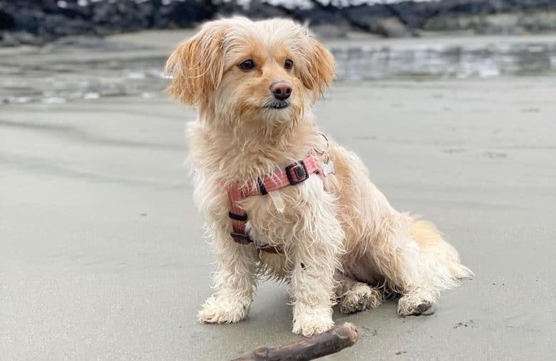 a wet Doxie Chon sitting on the sand