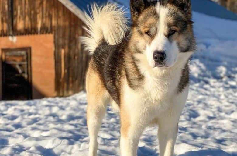 a wolf-like Greenland Dog standing on the snow
