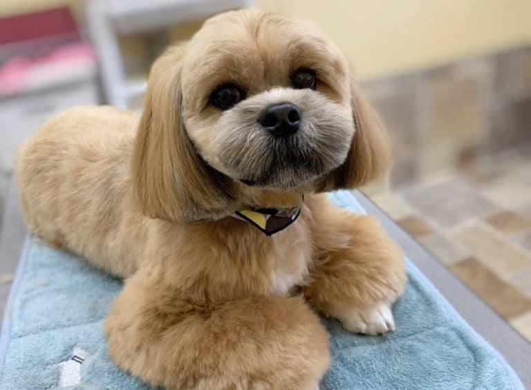 Small but Mighty Do You Know About the Lhasa Apso Dog? K9 